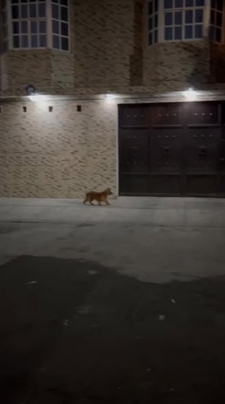 Foto del avistamiento de perro