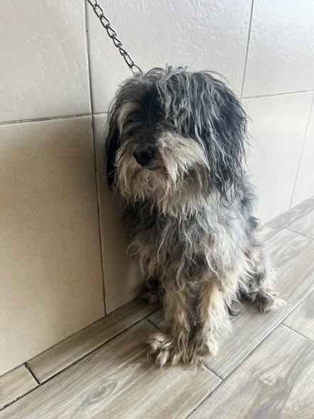 Dog sighting photo