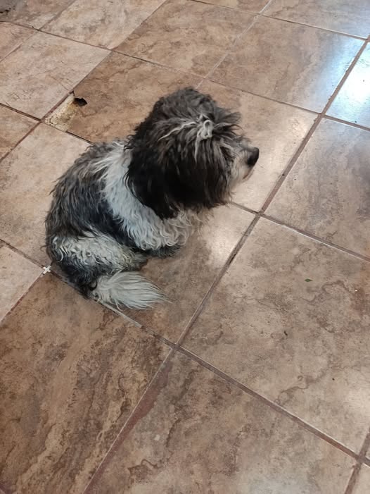 Dog sighting