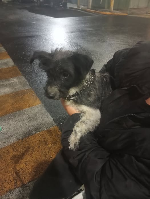 Dog sighting
