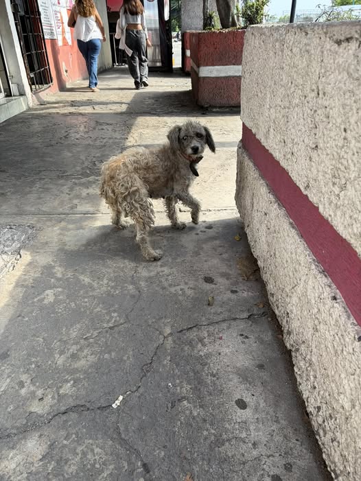 Foto del avistamiento de perro