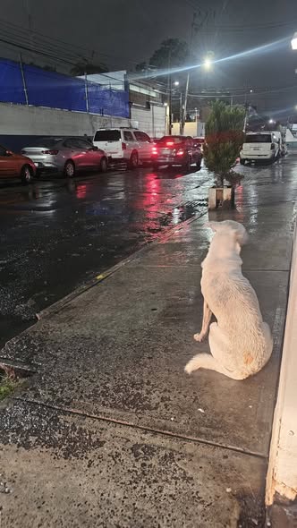 Foto del avistamiento de perro