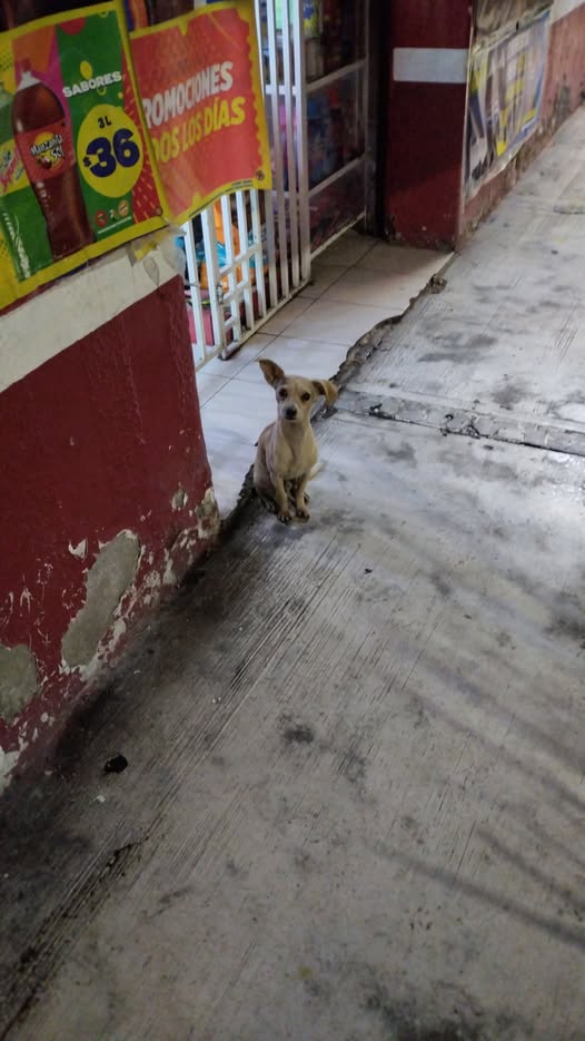 Foto del avistamiento de perro