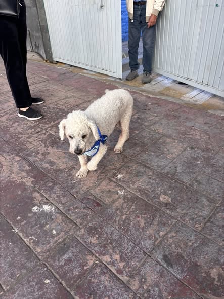 Foto del avistamiento de perro
