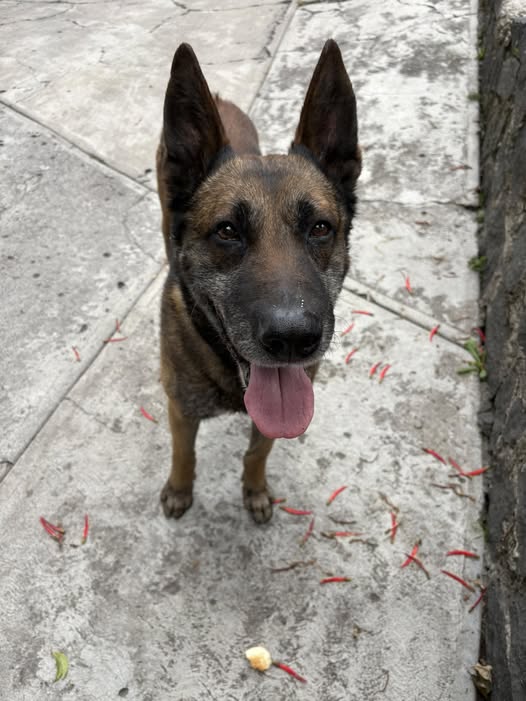 Dog sighting photo