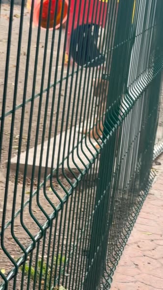 Foto del avistamiento de perro