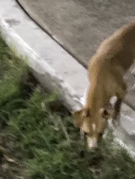 Foto del avistamiento de perro