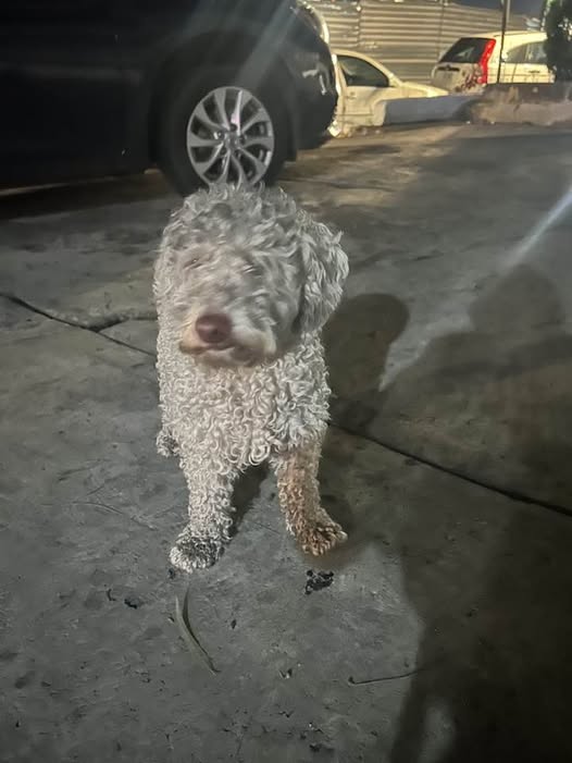 Foto del avistamiento de perro