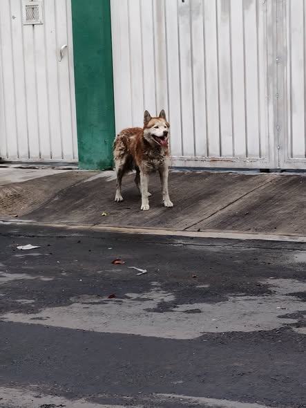 Foto del avistamiento de perro