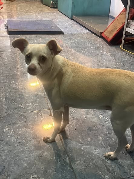 Foto del avistamiento de perro