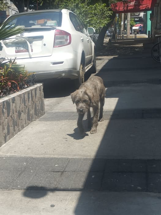 Dog sighting photo