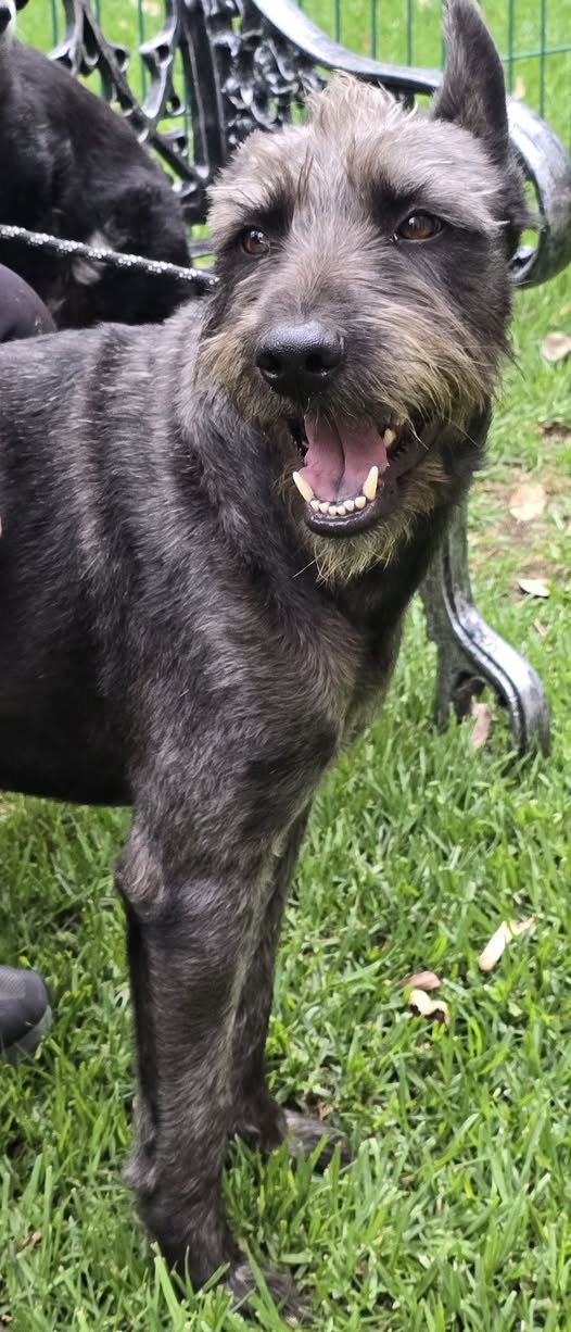 Foto del avistamiento de perro