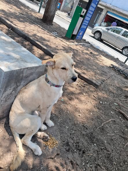 Foto del avistamiento de perro