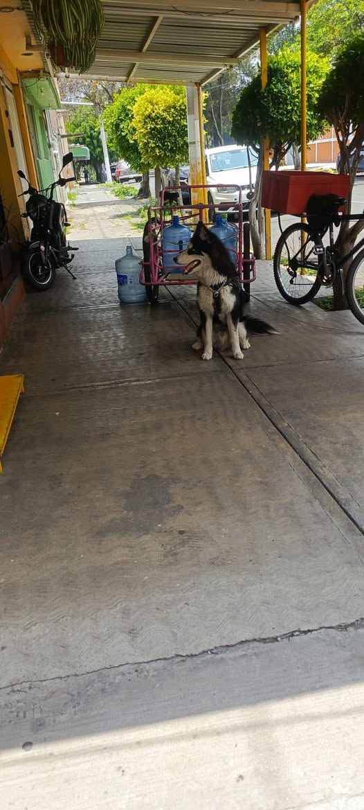 Foto del avistamiento de perro