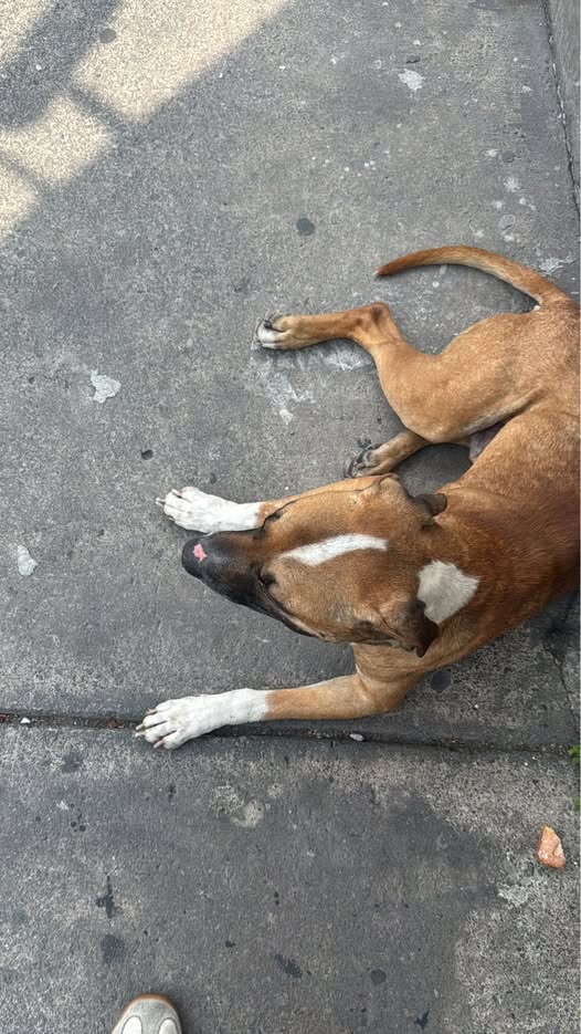 Dog sighting photo
