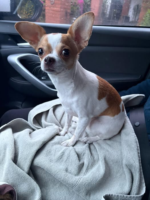 Foto del avistamiento de perro