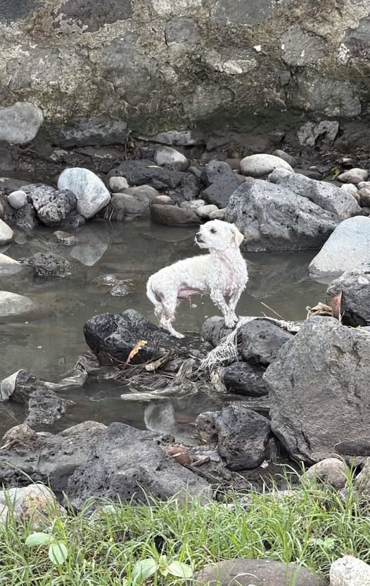 Dog sighting photo