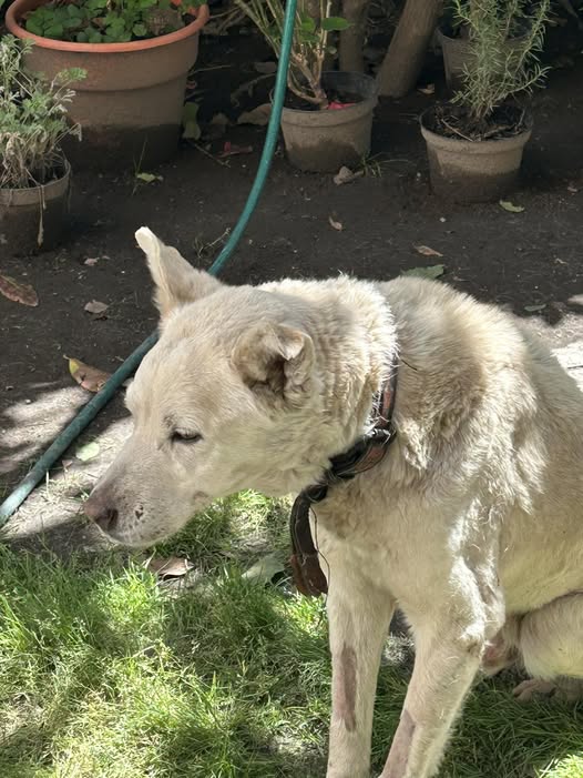 Dog sighting photo