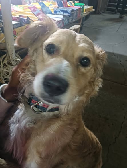 Dog sighting photo
