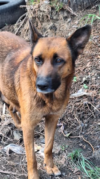 Dog sighting photo