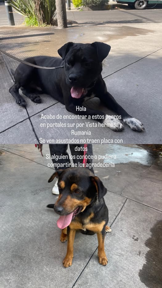 Dog sighting photo
