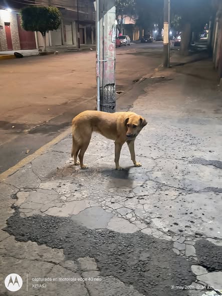 Foto del avistamiento de perro