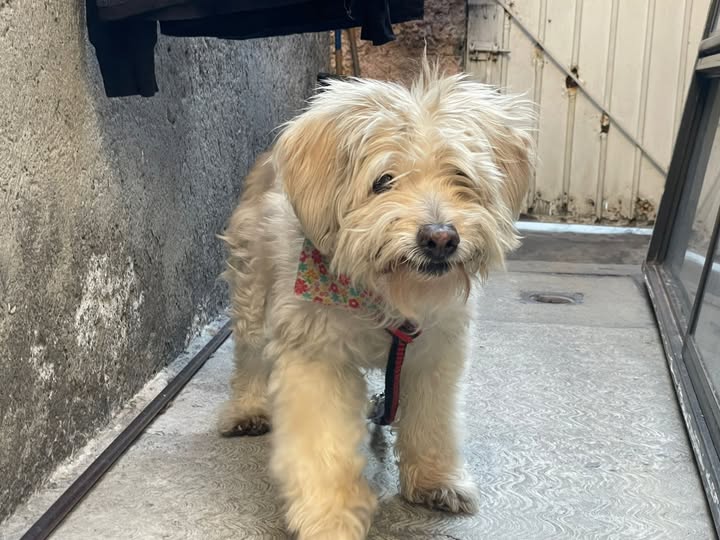 Foto del avistamiento de perro