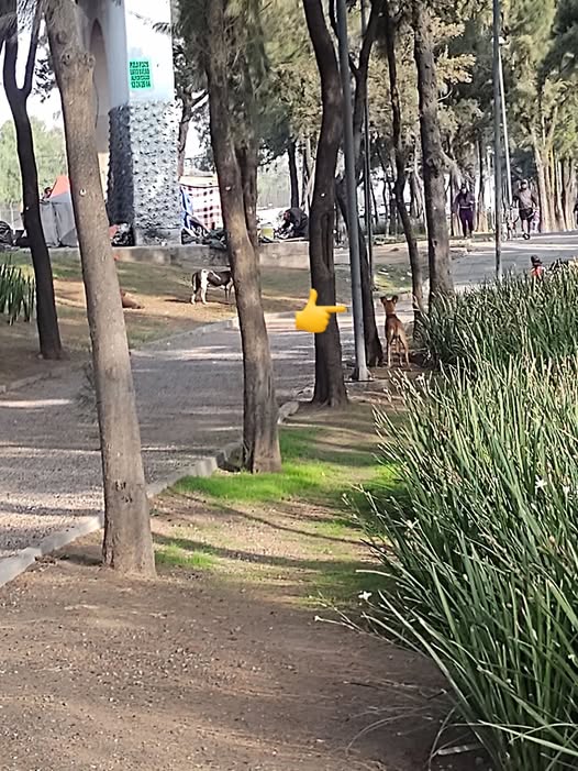 Dog sighting photo