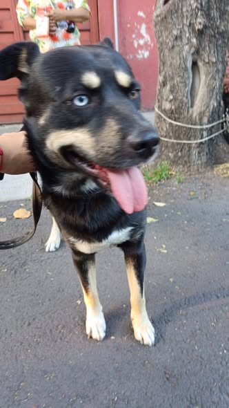 Foto del avistamiento de perro