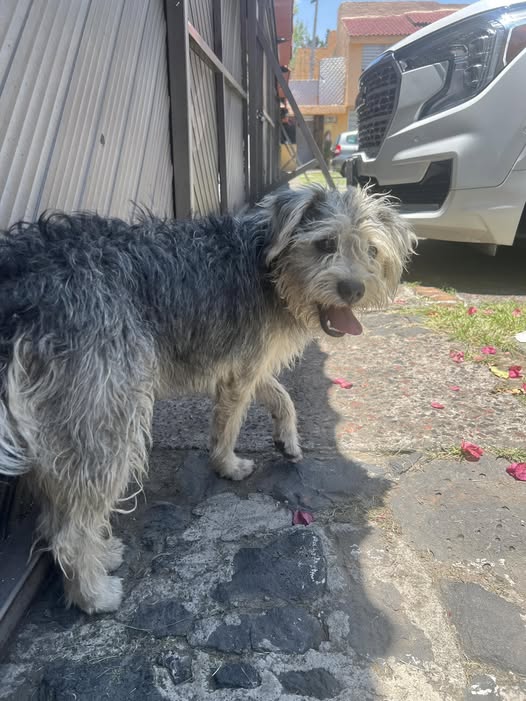 Foto del avistamiento de perro