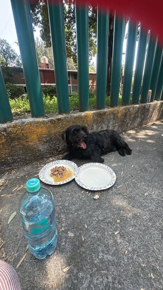 Dog sighting photo