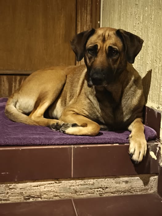Foto del avistamiento de perro