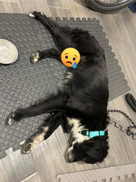 Dog sighting photo