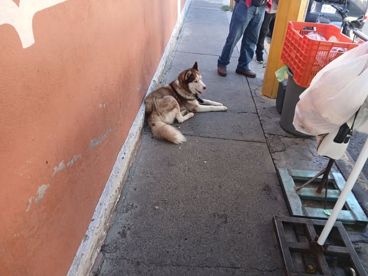 Foto del avistamiento de perro