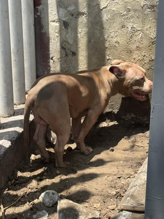 Foto del avistamiento de perro