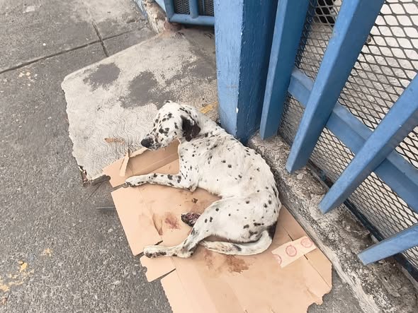 Foto del avistamiento de perro