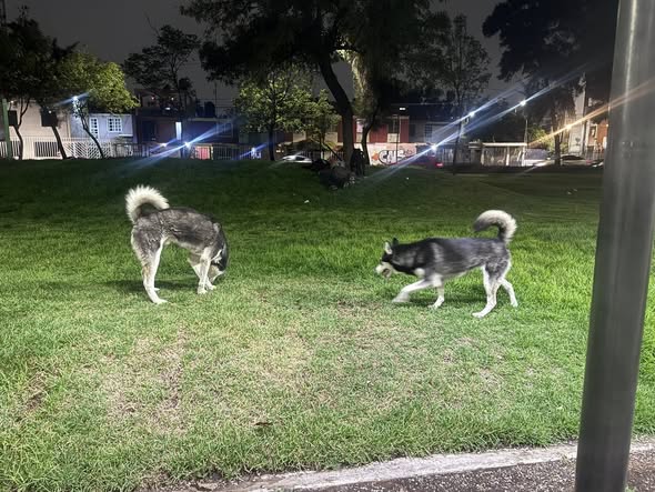 Foto del avistamiento de perro
