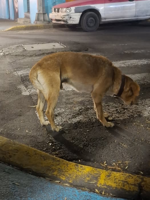 Foto del avistamiento de perro