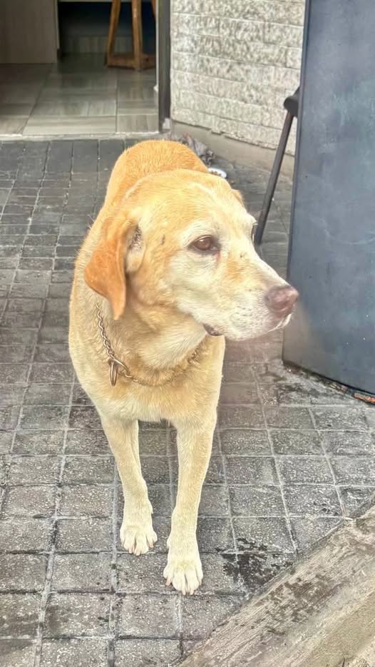 Foto del avistamiento de perro