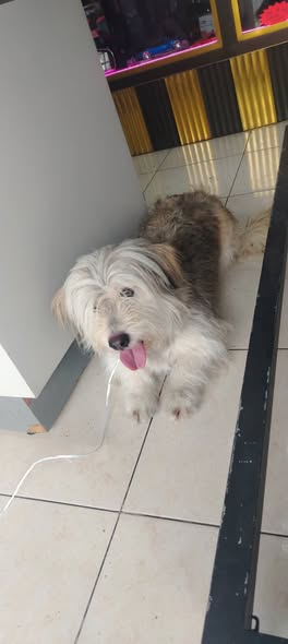 Foto del avistamiento de perro