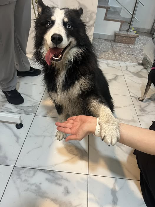 Foto del avistamiento de perro