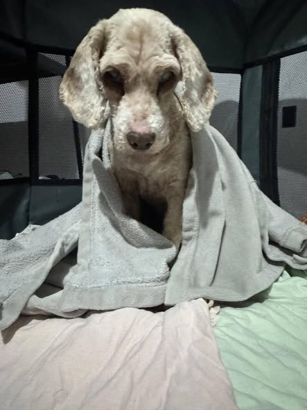 Foto del avistamiento de perro