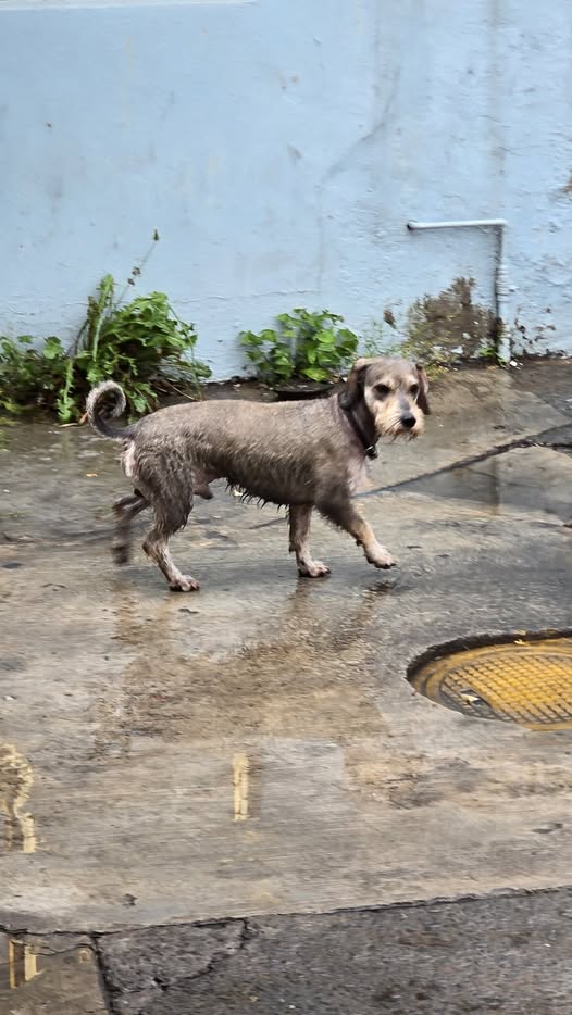 Foto del avistamiento de perro