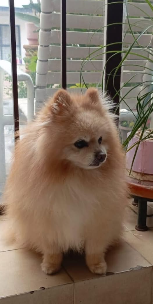 Dog sighting photo