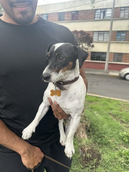 Foto del avistamiento de perro