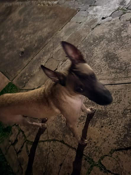 Foto del avistamiento de perro