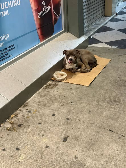 Foto del avistamiento de perro