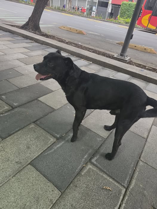 Dog sighting photo