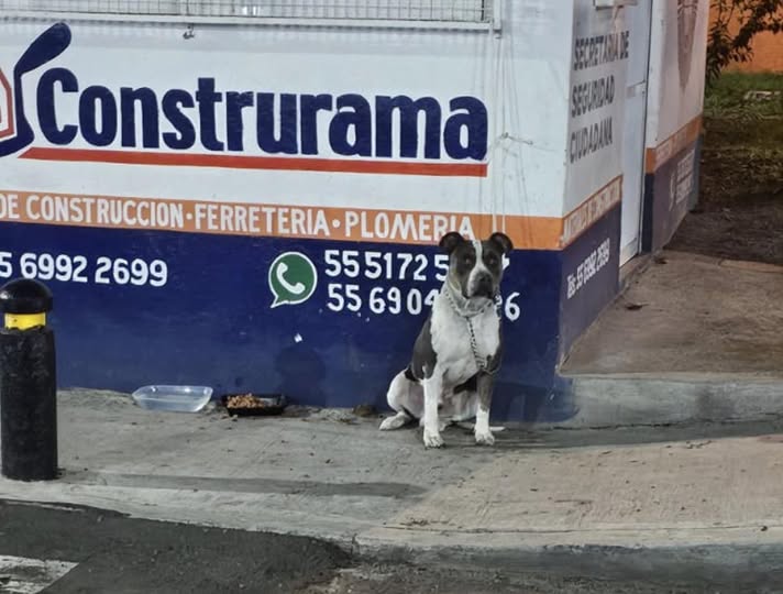 Foto del avistamiento de perro