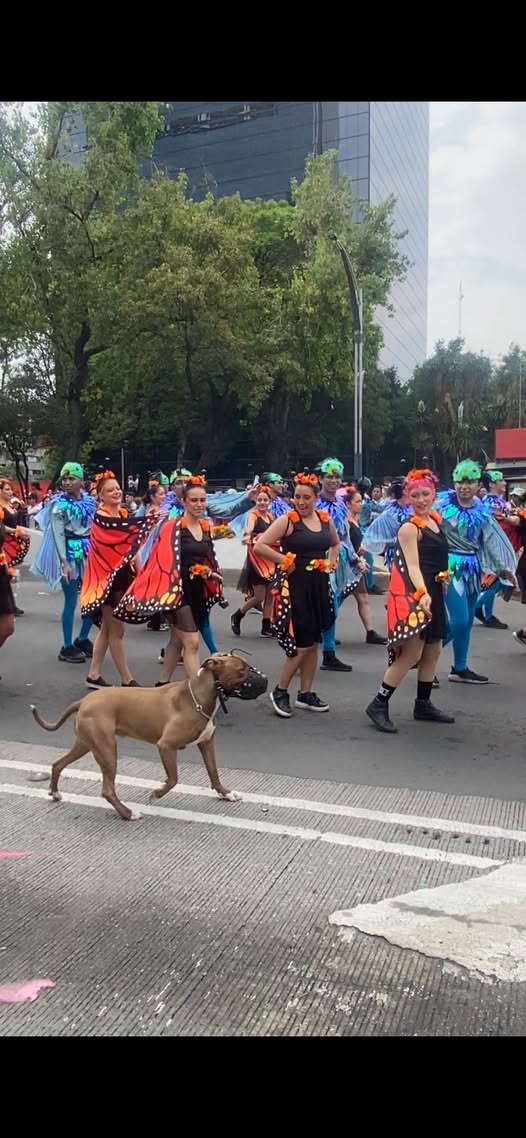 Dog sighting photo